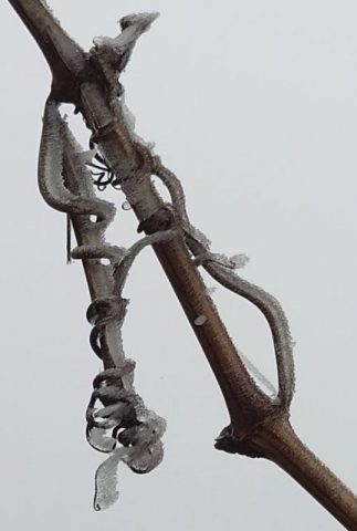 Gisela Manthe – Wein