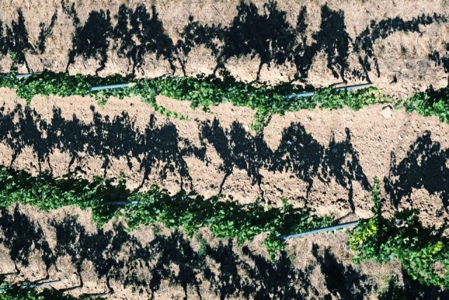 Günther Mussel – Schatten im Weinberg