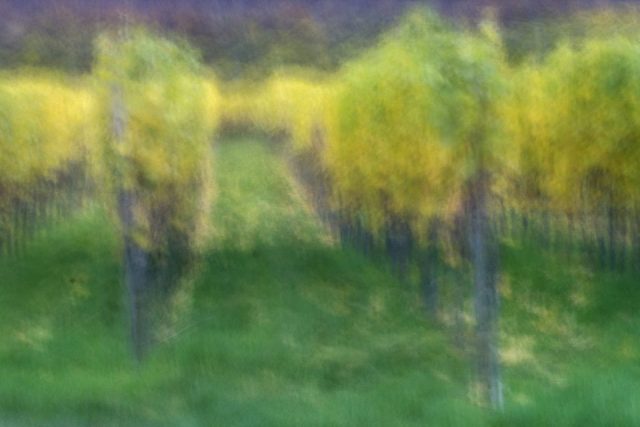 Günther Mussel – Weinberg im Herbst ..jpg