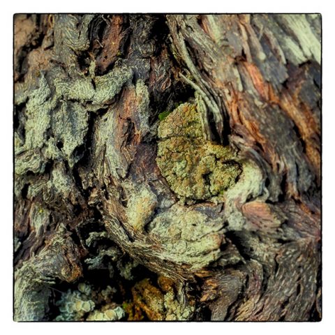 Günther Mussel – Weinrebe