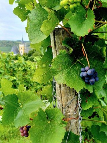 Hans Jürgen Schäfer – Weinstock