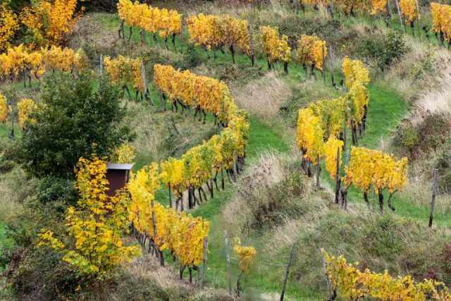 Jochen Lichtenthäler – Nichts für Vollernter