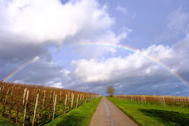 Jochen Lichtenthäler – Rebenbogen