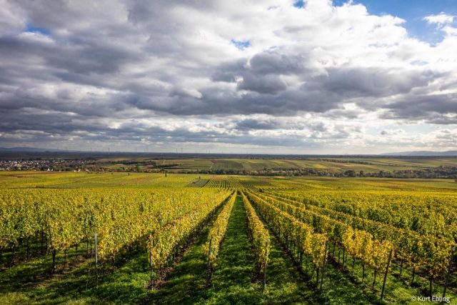 Kurt Ebling – Weinberge im Oktober