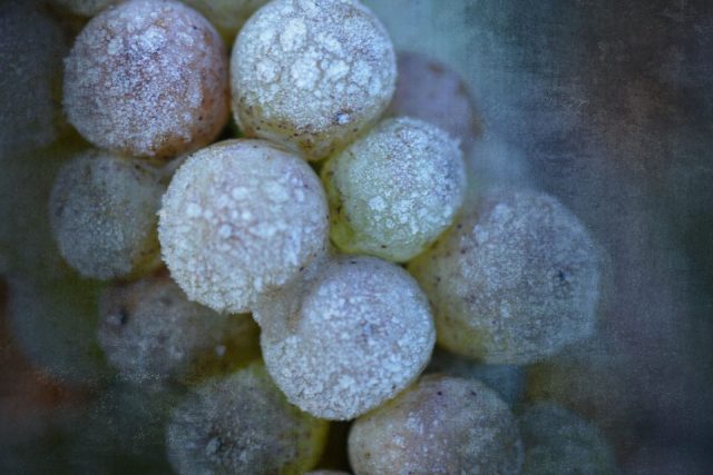 Romy Köppler – Eiswein 2