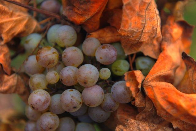 Romy Köppler – Herbst