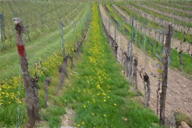 Romyy Köppplerr – Weinberg