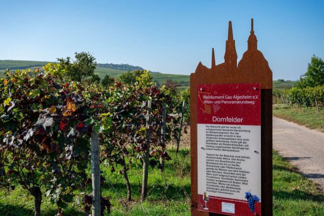 Ulrich Maier-Harth – Dornfelder