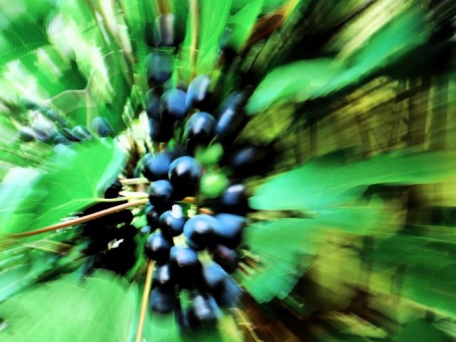 Wolfgang Hirth – Weinlese maschinell