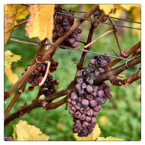 thomas_pfeiffer – Spätlese