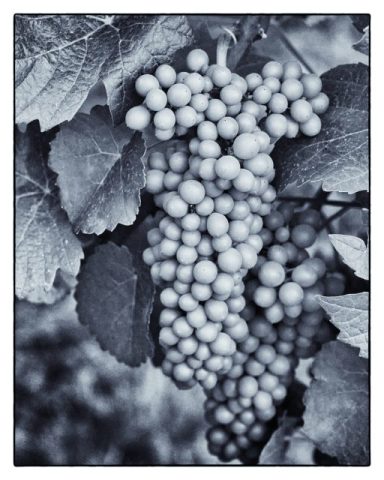 thomas_pfeiffer – Weintrauben