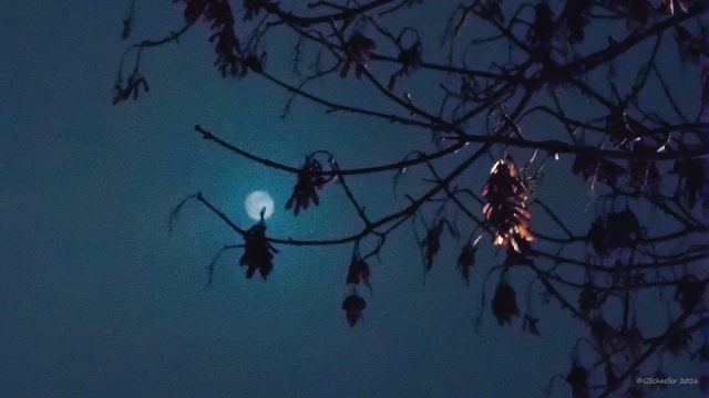 Gerd Schäfer – Ahornsamen am Baum