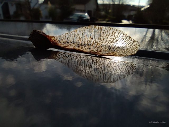 Gerd Schäfer – Ahornsamen gelandet