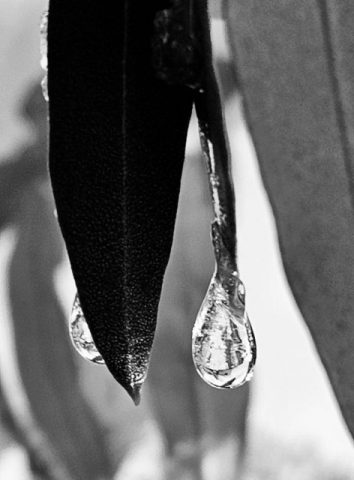 Gisela Manthe – Spaziergänger