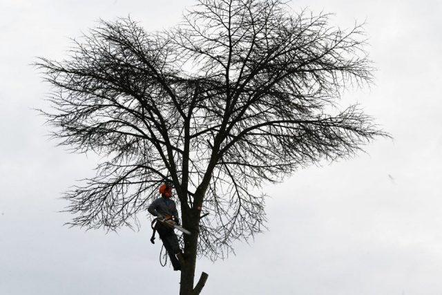 Romy Köppler: mein Baum 1