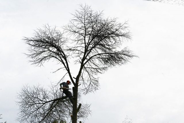 Romy Köppler: mein Baum 2