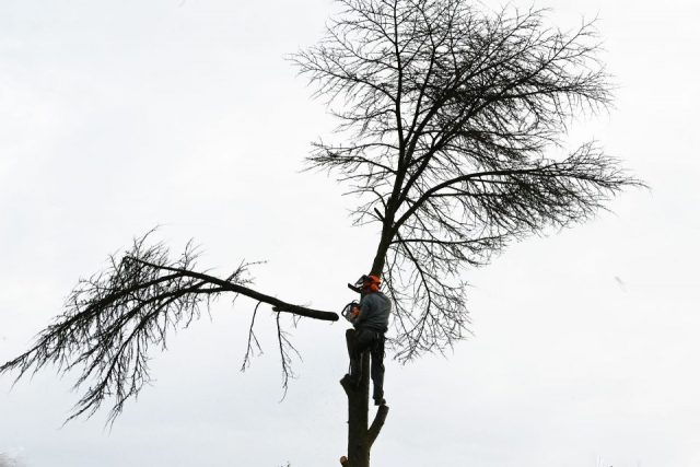 Romy Köppler: mein Baum 3