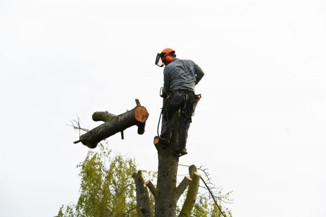 Romy Köppler: mein Baum 4