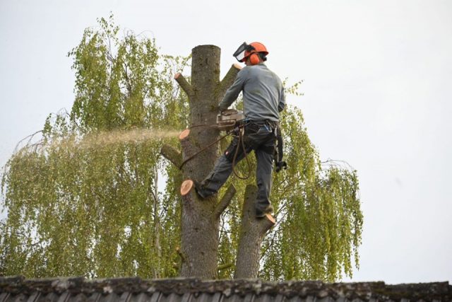 Romy Köppler: mein Baum 5
